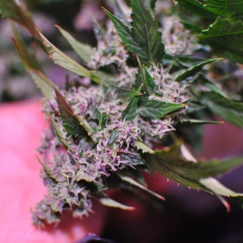 Frisian Duck. Week 8