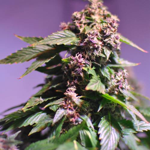 Frisian Duck. Week 8