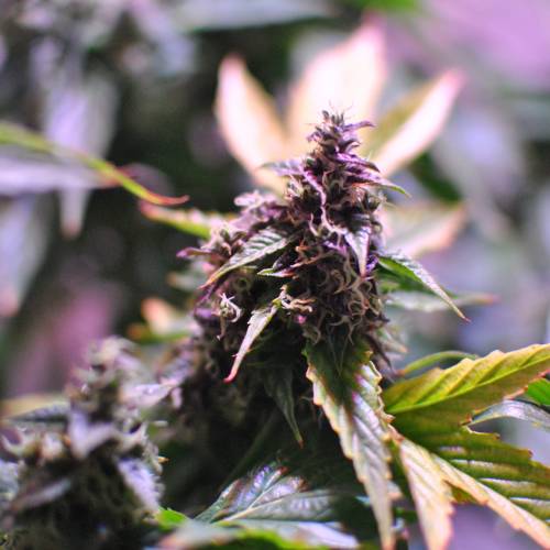 Frisian Duck. Week 8