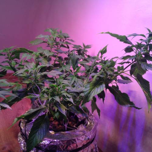 Frisian Duck. Week 8