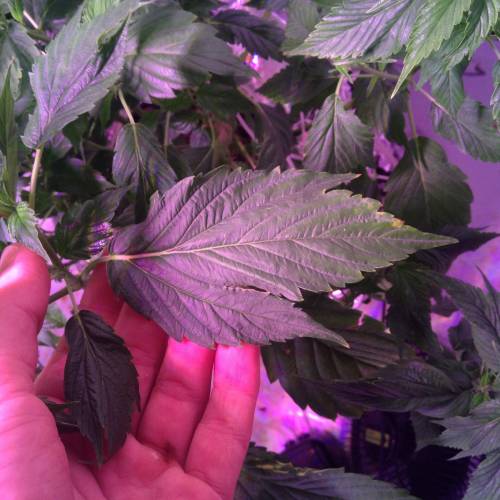 Frisian Duck. Week 8