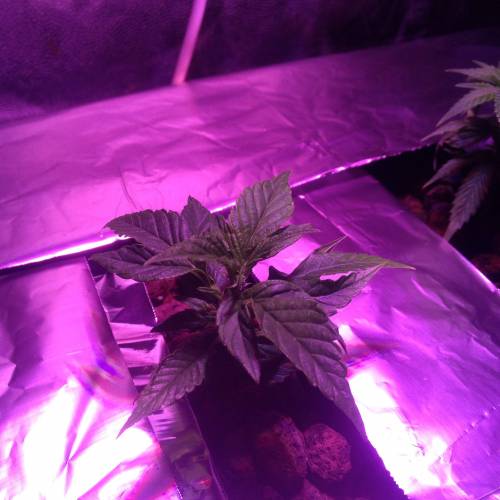 Frisian Duck. Week 8