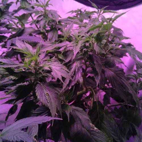 Frisian Duck. Week 8