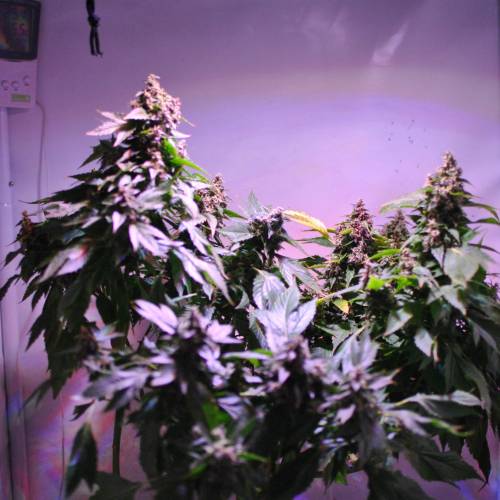 Frisian Duck. Week 8