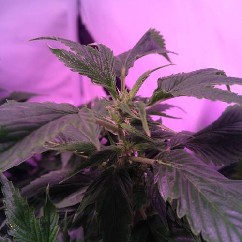 Frisian Duck. Week 8