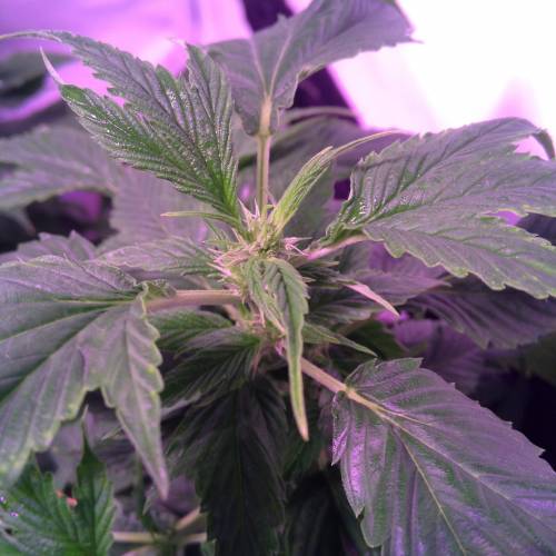 Frisian Duck. Week 8