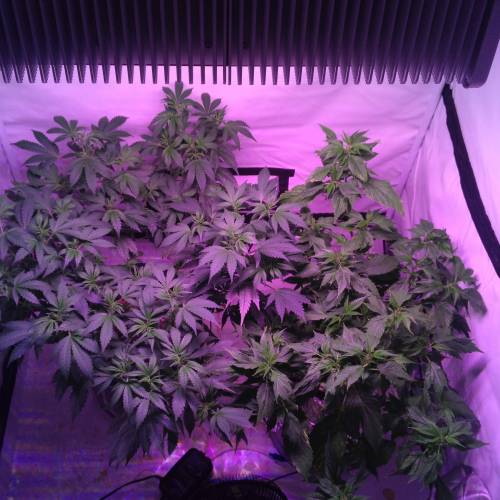 Frisian Duck. Week 8