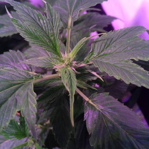 Frisian Duck. Week 8