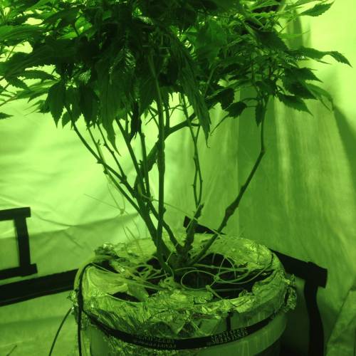 Frisian Duck. Week 8