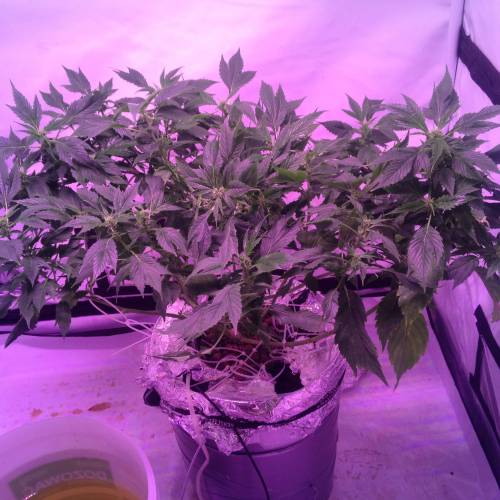 Frisian Duck. Week 8