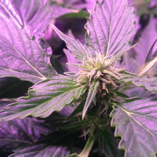 Frisian Duck. Week 8