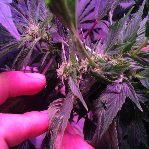 Frisian Duck. Week 8