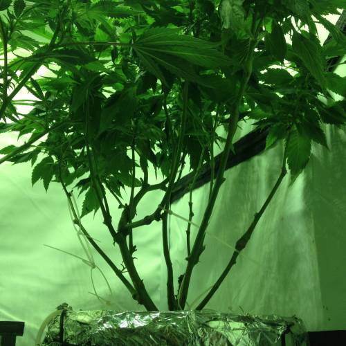 Frisian Duck. Week 8