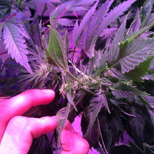 Frisian Duck. Week 8