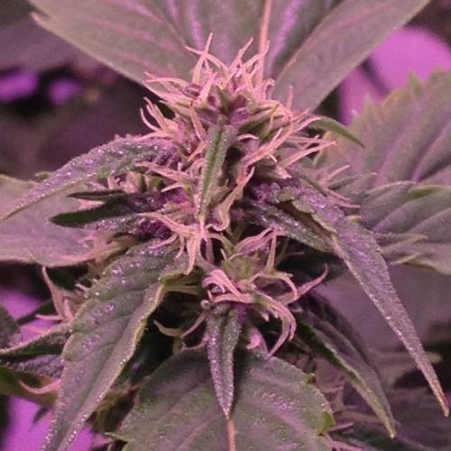 Frisian Duck. Week 8