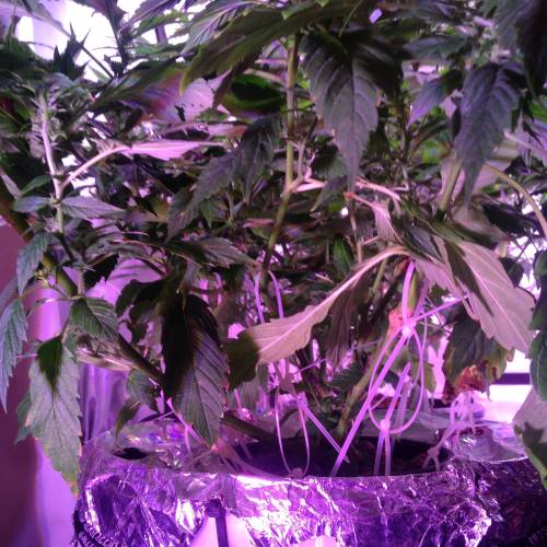 Frisian Duck. Week 8