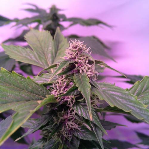 Frisian Duck. Week 8