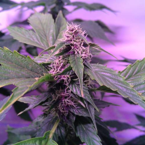 Frisian Duck. Week 8