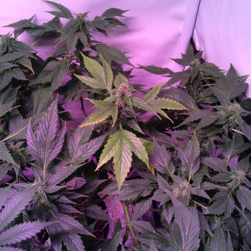 Frisian Duck. Week 8