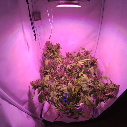 Frisian Duck. Week 8