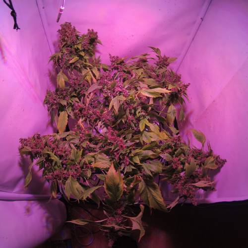 Frisian Duck. Week 8