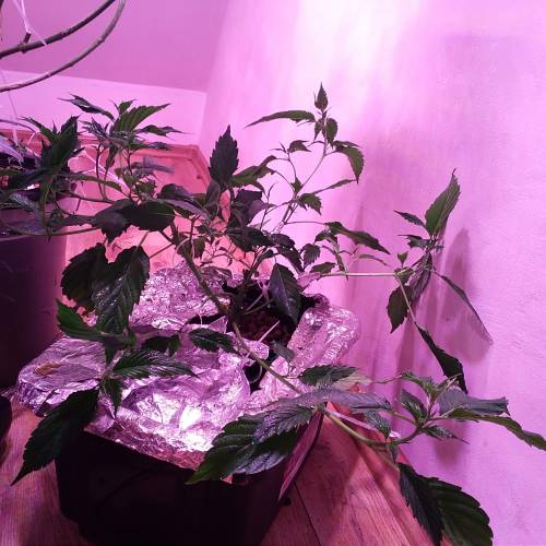 Frisian Duck. Week 8