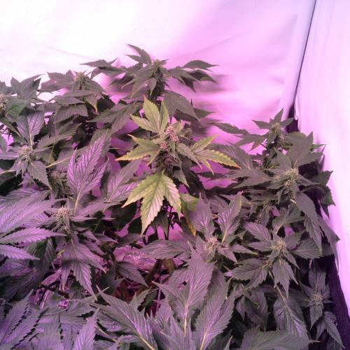 Frisian Duck. Week 8