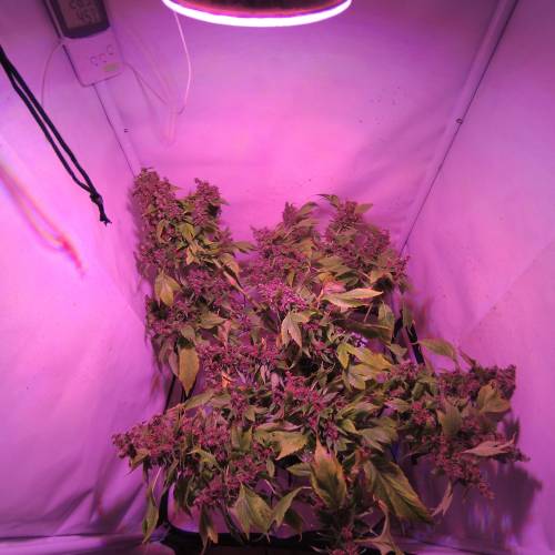 Frisian Duck. Week 8