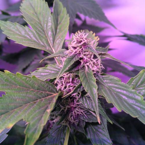 Frisian Duck. Week 8