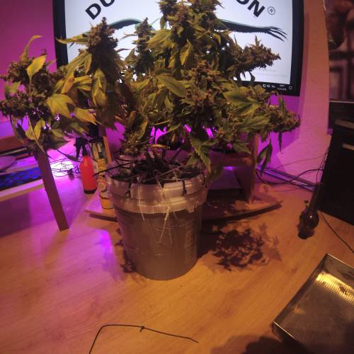 Frisian Duck. Week 8