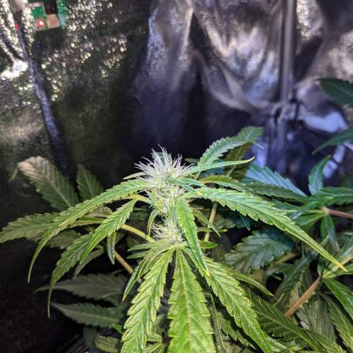 Night Owl Seeds - Shekinah 18.1.2021. Week 3