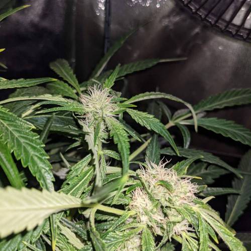 Night Owl Seeds - Shekinah 18.1.2021. Week 3