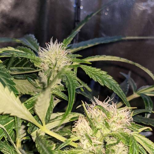 Night Owl Seeds - Shekinah 18.1.2021. Week 3