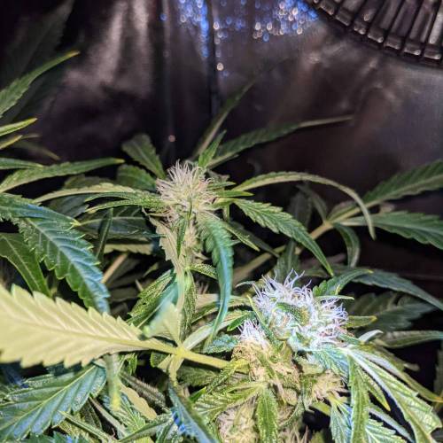 Night Owl Seeds - Shekinah 18.1.2021. Week 3