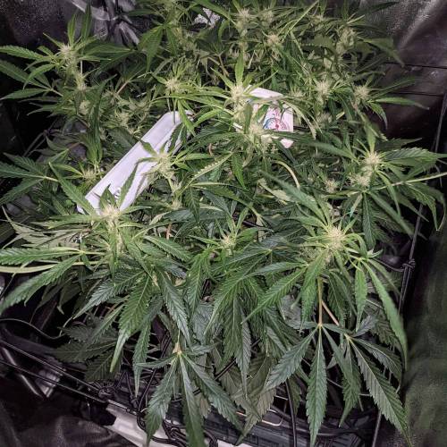 Night Owl Seeds - Shekinah 18.1.2021. Week 3