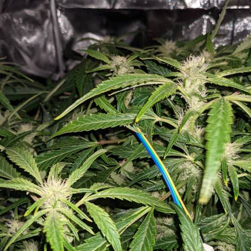 Night Owl Seeds - Shekinah 18.1.2021. Week 3