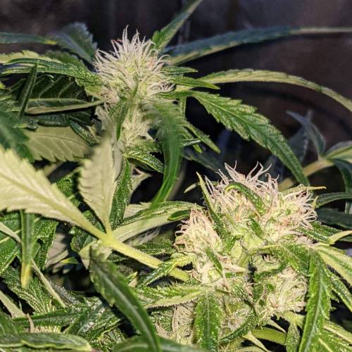 Night Owl Seeds - Shekinah 18.1.2021. Week 3