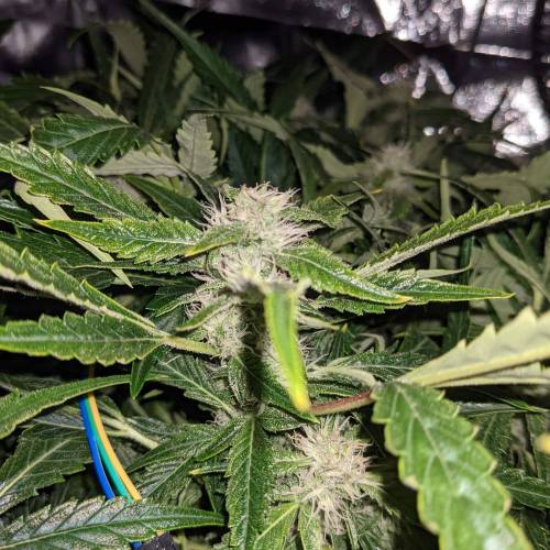 Night Owl Seeds - Shekinah 18.1.2021. Week 4 - Day 51