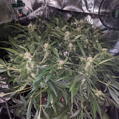 Night Owl Seeds - Shekinah 18.1.2021. Week 4 - Day 51