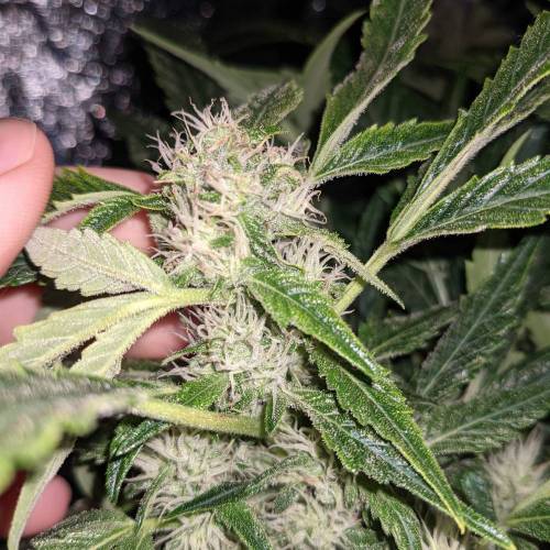 Night Owl Seeds - Shekinah 18.1.2021. Week 4 - Day 51