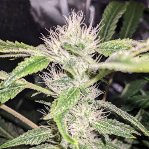 Night Owl Seeds - Shekinah 18.1.2021. Week 4 - Day 51