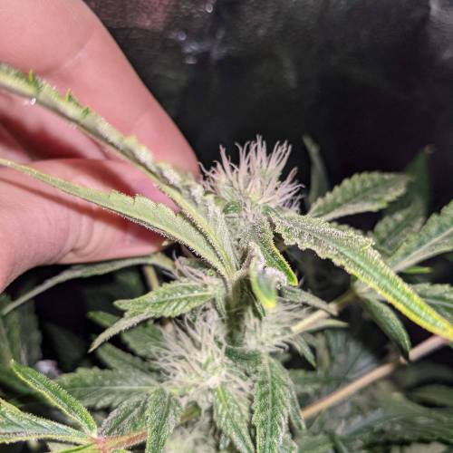 Night Owl Seeds - Shekinah 18.1.2021. Week 4 - Day 51