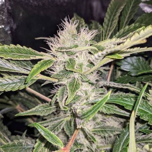 Night Owl Seeds - Shekinah 18.1.2021. Week 4 - Day 54