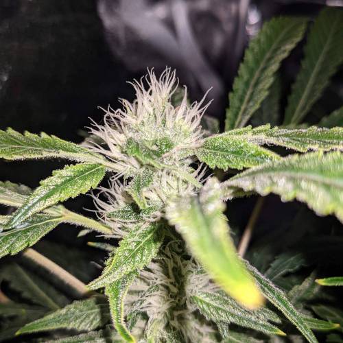 Night Owl Seeds - Shekinah 18.1.2021. Week 4 - Day 51