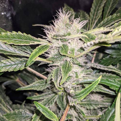 Night Owl Seeds - Shekinah 18.1.2021. Week 4 - Day 54