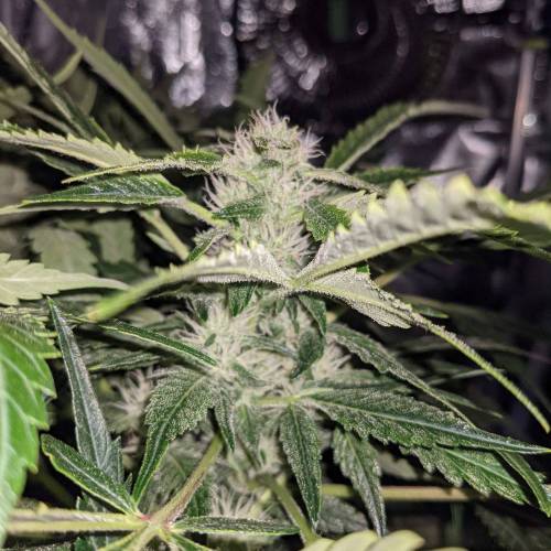 Night Owl Seeds - Shekinah 18.1.2021. Week 4 - Day 54