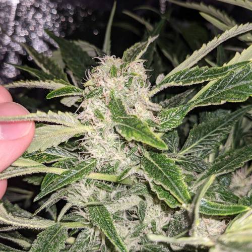Night Owl Seeds - Shekinah 18.1.2021. Week 4 - Day 54