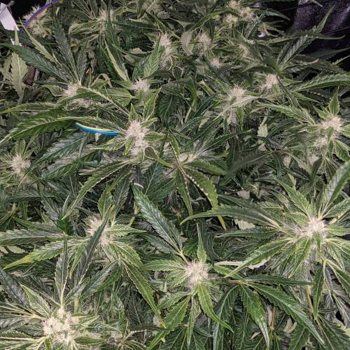 Night Owl Seeds - Shekinah 18.1.2021. Week 4 - Day 54