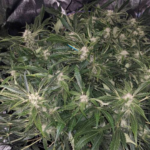 Night Owl Seeds - Shekinah 18.1.2021. Week 4 - Day 54