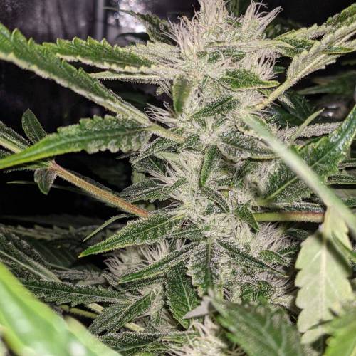 Night Owl Seeds - Shekinah 18.1.2021. Week 4 - Day 54